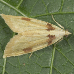 basswood leafroller