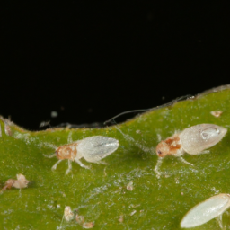 basswood thrips