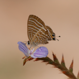 bean butterfly