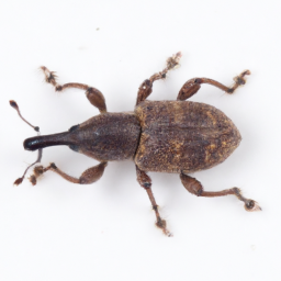 bean weevil