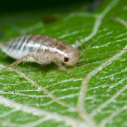 beech blight aphid