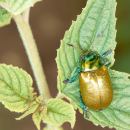 beet leaf beetle