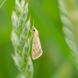 beet webworm