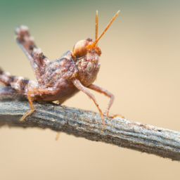 bigheaded grasshopper