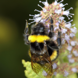 black and gold bumble bee