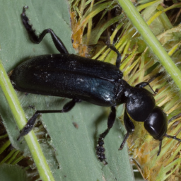 black blister beetle