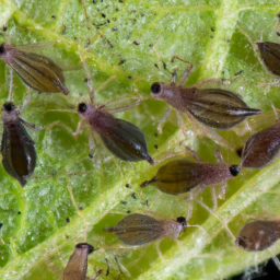 black cherry aphid