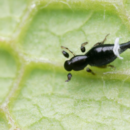 black flower thrips