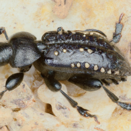 black fungus beetle