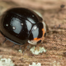 black lady beetle