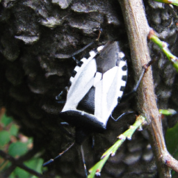 black stink bug