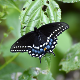 black swallowtail*