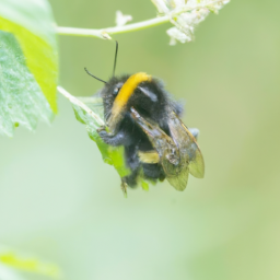 black tail bumble bee