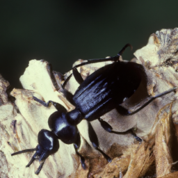 black turpentine beetle