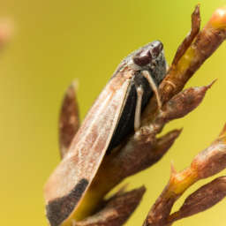 blackfaced leafhopper