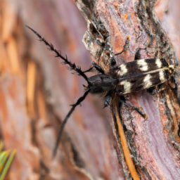 blackhorned pine borer