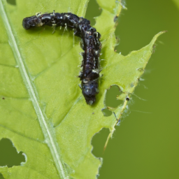 blister coneworm