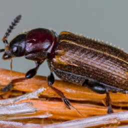 blueberry case beetle