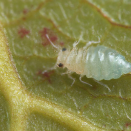 blueberry thrips