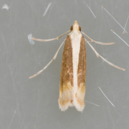 bluegrass webworm