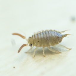 body louse