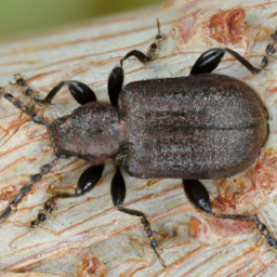 boreal spruce beetle