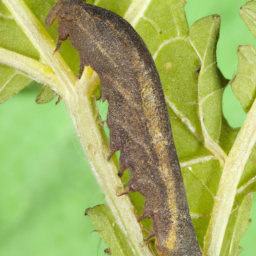 bristly cutworm