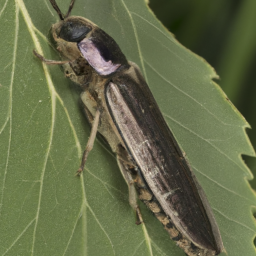 bronze poplar borer