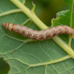 brown cotton leafworm