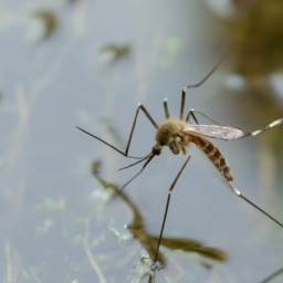 brown saltmarsh mosquito