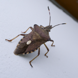 brown stink bug