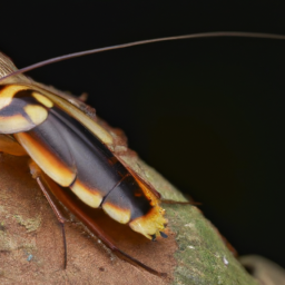 brownbanded cockroach