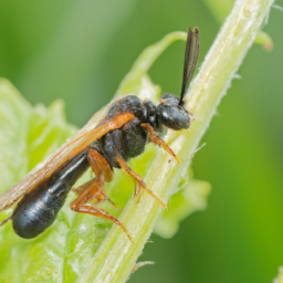 brownheaded ash sawfly