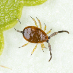 brownlegged grain mite