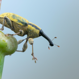 cabbage seedpod weevil