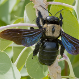 carpenter bee