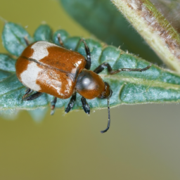 carrot beetle