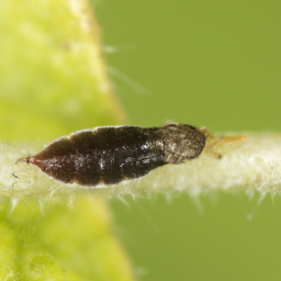 cattle biting louse