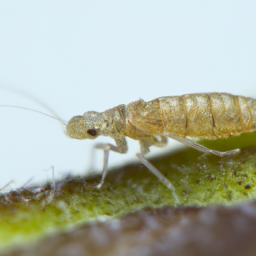 chrysanthemum aphid