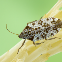 chrysanthemum lace bug