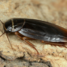 cinereous cockroach