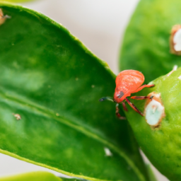 citrus red mite