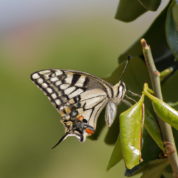 citrus swallowtail