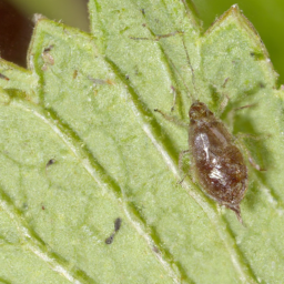 clover aphid parasite