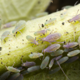 cowpea aphid