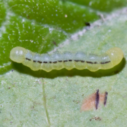 cranberry fruitworm