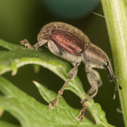 cranberry weevil