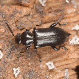 dusky sap beetle