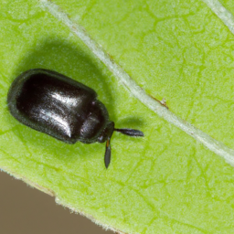 elm flea beetle