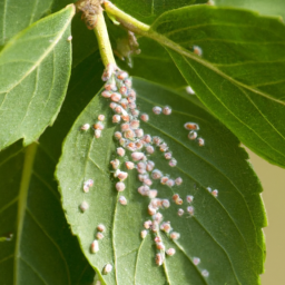 euonymus scale